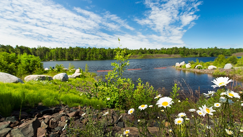 Lake with clear blue sky and daisies
