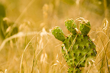 cactus in field